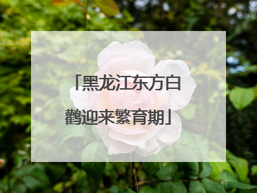 黑龙江东方白鹳迎来繁育期