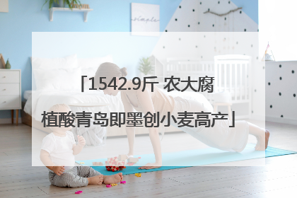 1542.9斤 农大腐植酸青岛即墨创小麦高产